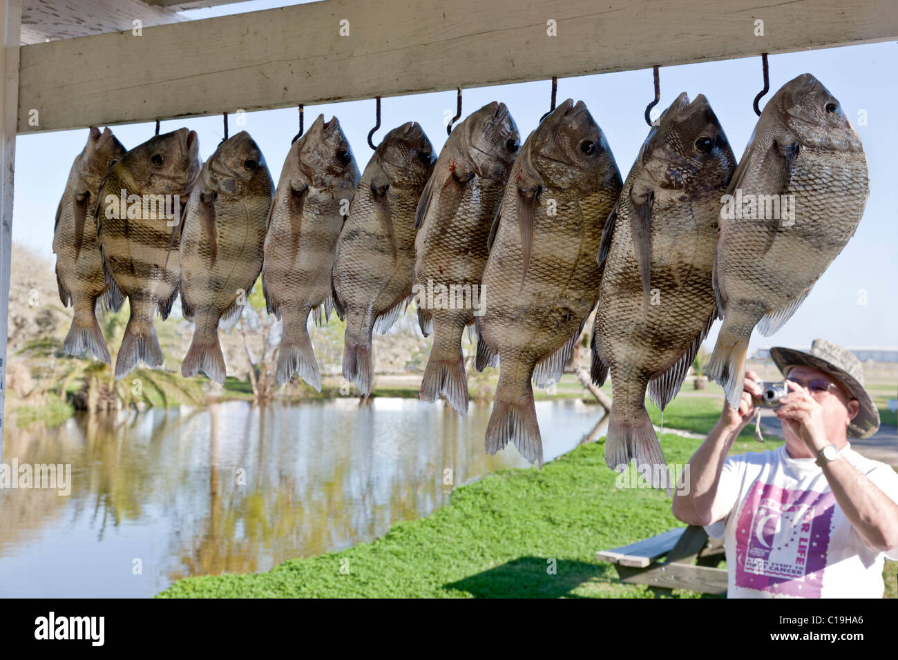 Fisherman's Fotografieren heepshead, seine 'neueste' fangen, Stockfoto