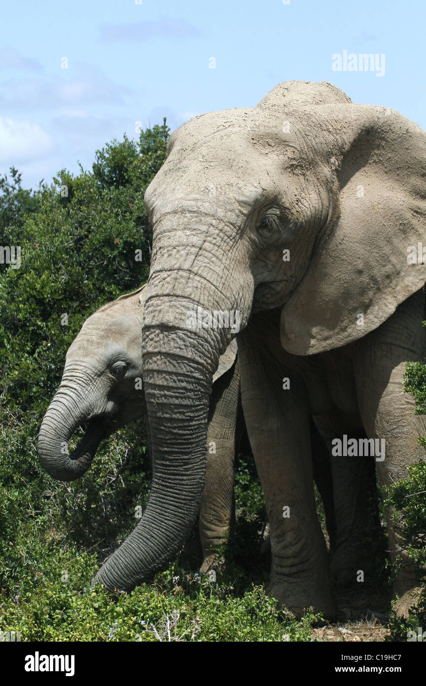 GREY afrikanischen Elefanten ADDO NATIONAL PARK-Südafrika 30. Januar 2011 Stockfoto