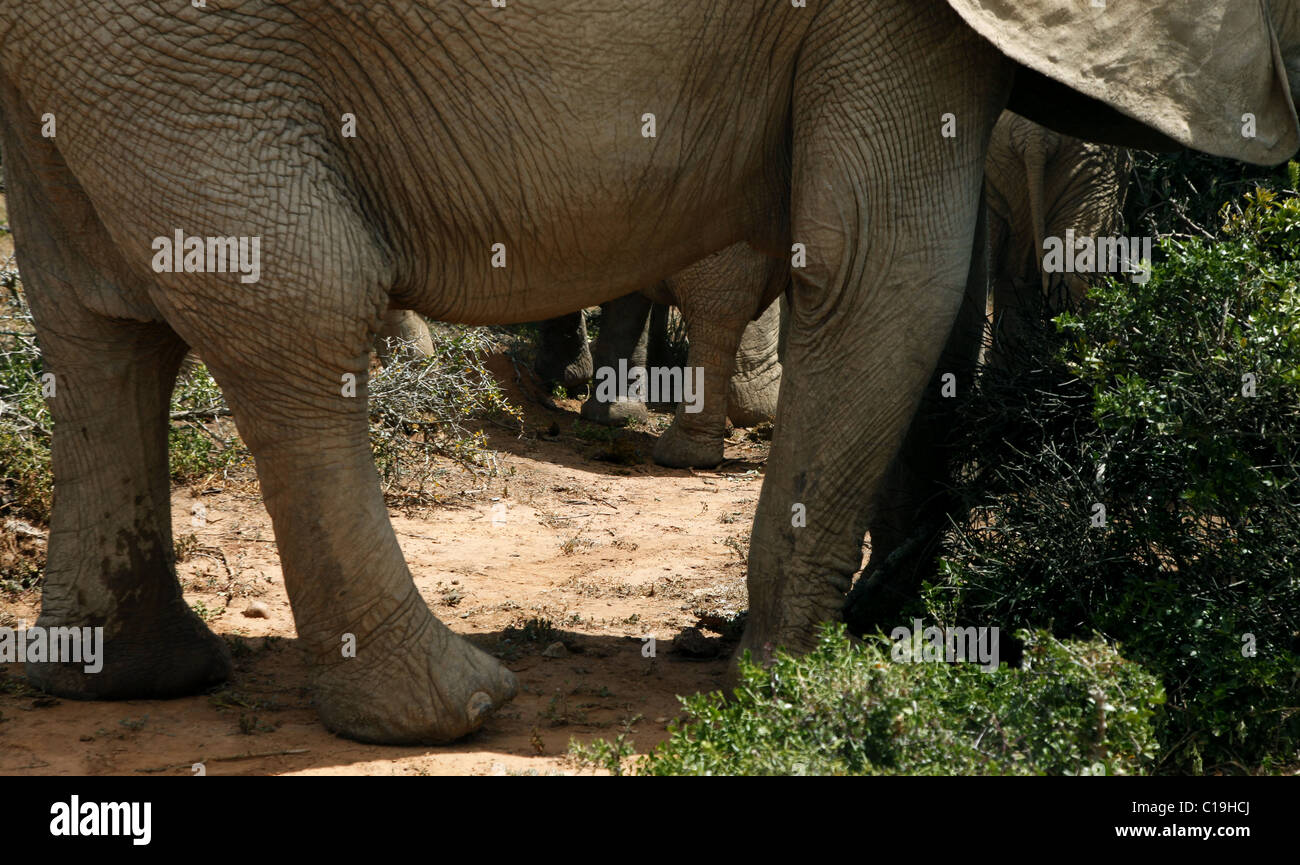 BRAUNE afrikanische Elefanten Füße & Beine ADDO NATIONAL PARK-Südafrika 30. Januar 2011 Stockfoto