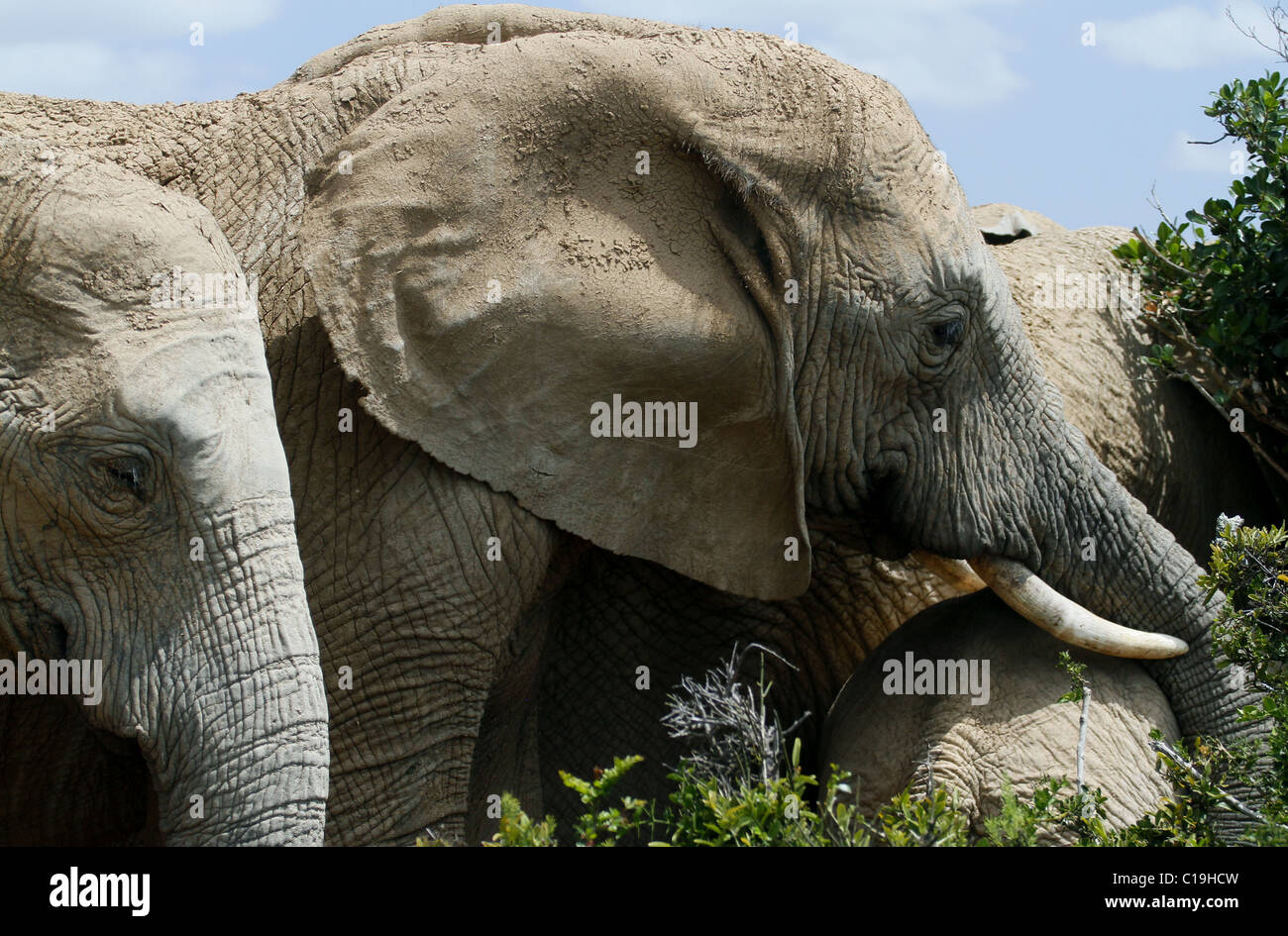 GREY & Braun afrikanische Elefanten ADDO NATIONAL PARK-Südafrika 30. Januar 2011 Stockfoto