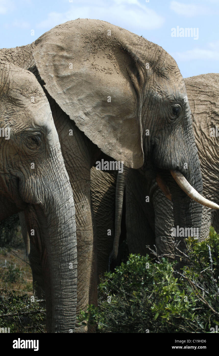 GREY & Braun afrikanische Elefanten ADDO NATIONAL PARK-Südafrika 30. Januar 2011 Stockfoto