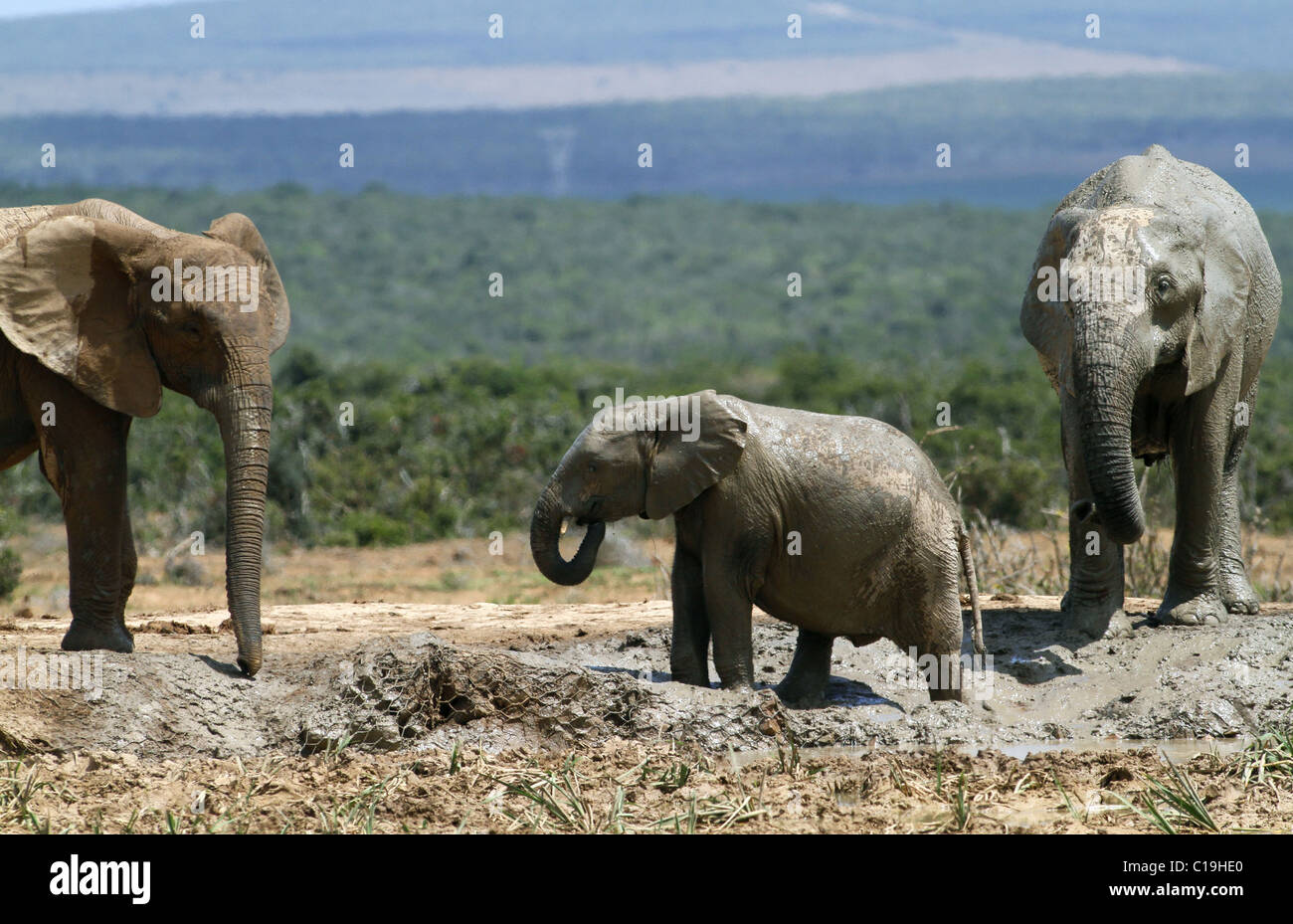 GREY & Braun afrikanische Elefanten ADDO NATIONAL PARK-Südafrika 30. Januar 2011 Stockfoto