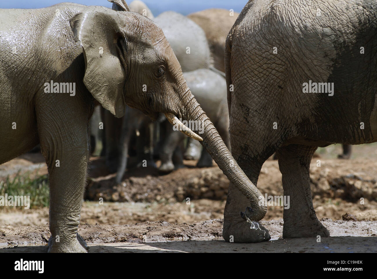GREY & Braun afrikanische Elefanten ADDO NATIONAL PARK-Südafrika 30. Januar 2011 Stockfoto