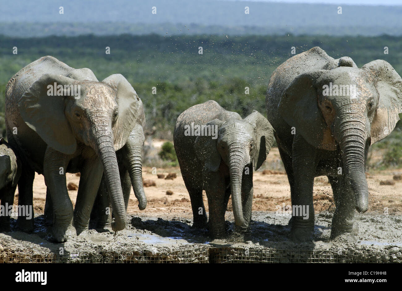 BRAUN & grau afrikanischen Elefanten ADDO NATIONAL PARK-Südafrika 30. Januar 2011 Stockfoto