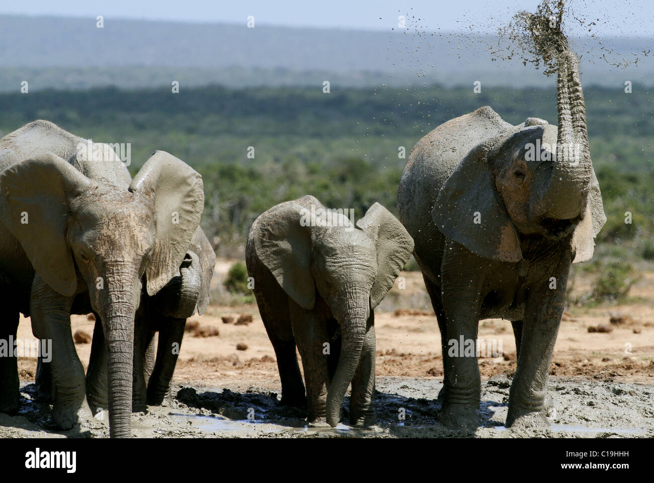 BRAUN & grau afrikanischen Elefanten ADDO NATIONAL PARK-Südafrika 30. Januar 2011 Stockfoto