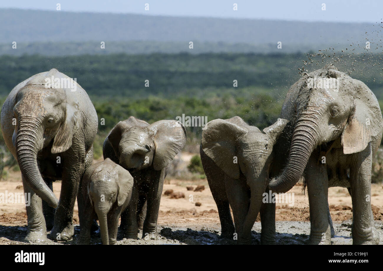 BRAUN & grau afrikanischen Elefanten ADDO NATIONAL PARK-Südafrika 30. Januar 2011 Stockfoto
