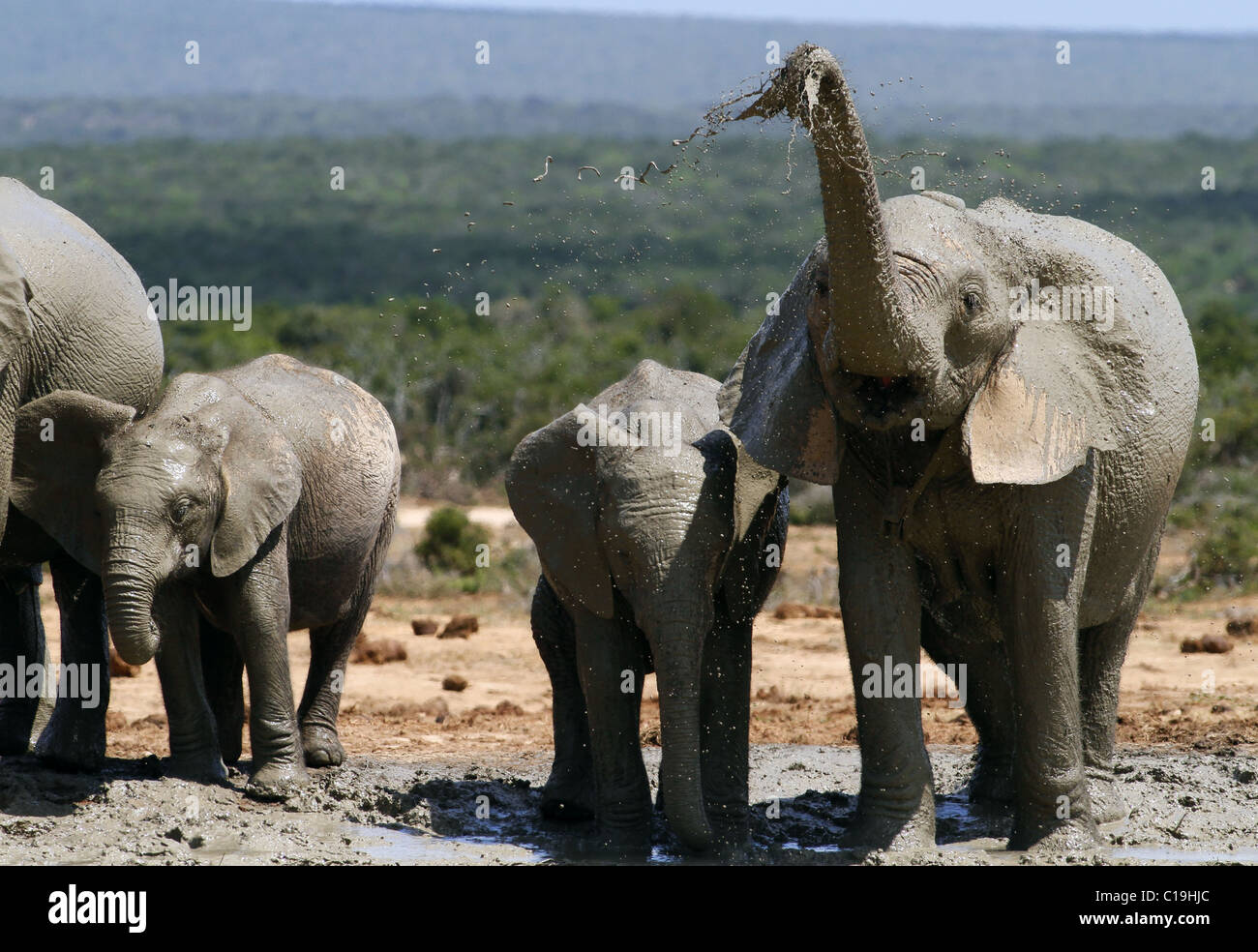 BRAUN & grau afrikanischen Elefanten ADDO NATIONAL PARK-Südafrika 30. Januar 2011 Stockfoto