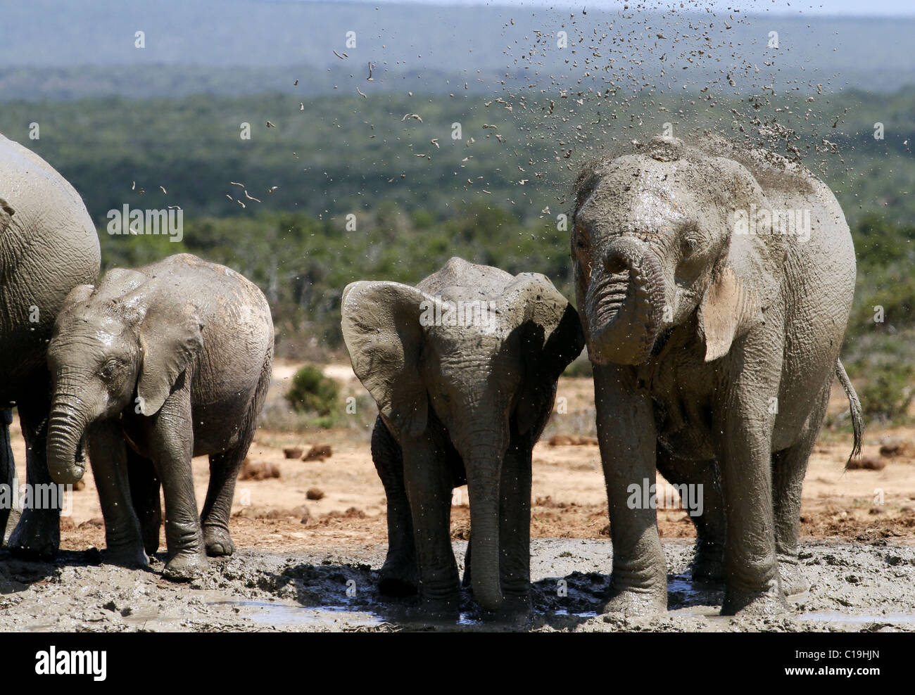 BRAUN & grau afrikanischen Elefanten ADDO NATIONAL PARK-Südafrika 30. Januar 2011 Stockfoto