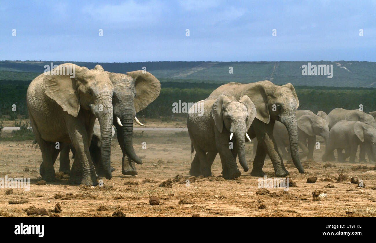 BRAUN & grau afrikanischen Elefanten ADDO NATIONAL PARK-Südafrika 30. Januar 2011 Stockfoto