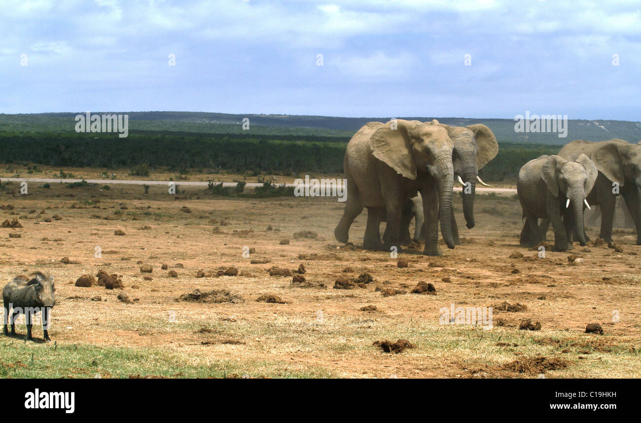 WARZENSCHWEIN & afrikanische Elefanten ADDO NATIONAL PARK-Südafrika 30. Januar 2011 Stockfoto