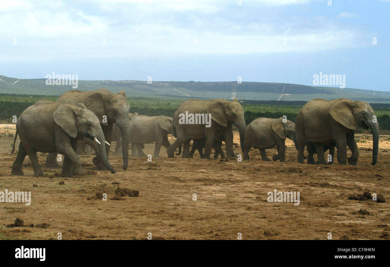 BRAUN & grau afrikanischen Elefanten ADDO NATIONAL PARK-Südafrika 30. Januar 2011 Stockfoto