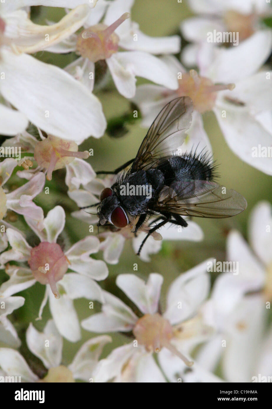 Zusammenarbeit zu fliegen, Hexamerinaufnahme Erythrocephala, Calliphoridae, Diptera. Schmeißfliege. Stockfoto