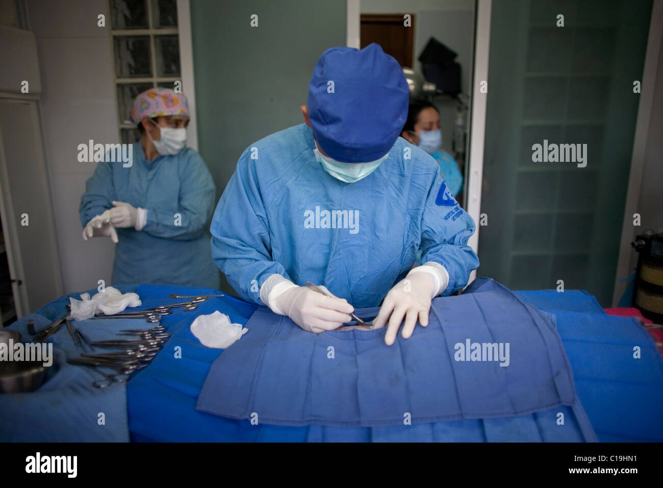 Ein Tierarzt Chirurg betreibt einen Hund auf den OP-Saal eines Pet-Krankenhauses in Condesa, Mexiko City, Mexiko, 26. Januar 2011. Stockfoto