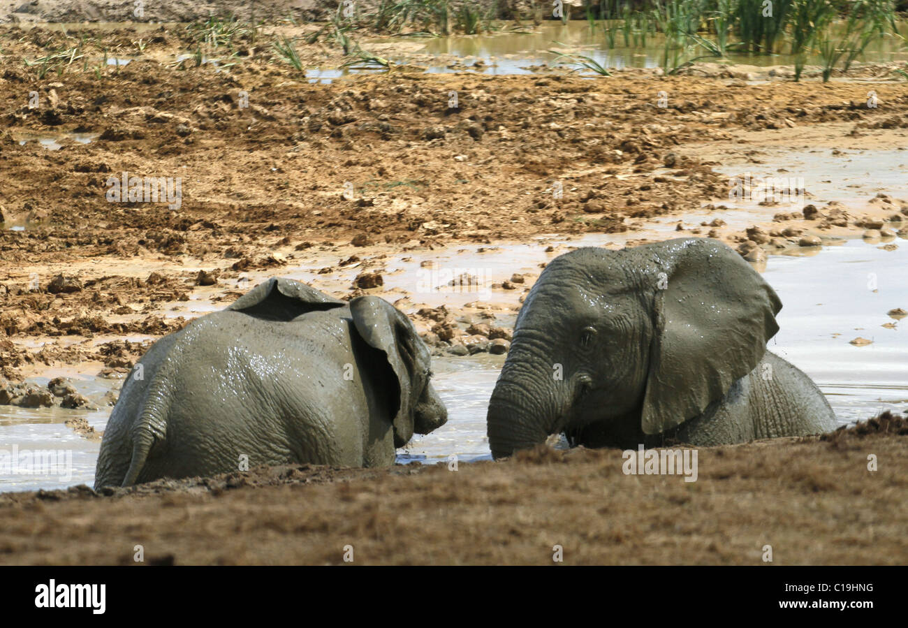 MUDDY GREY afrikanischen Elefanten ADDO NATIONAL PARK-Südafrika 30. Januar 2011 Stockfoto