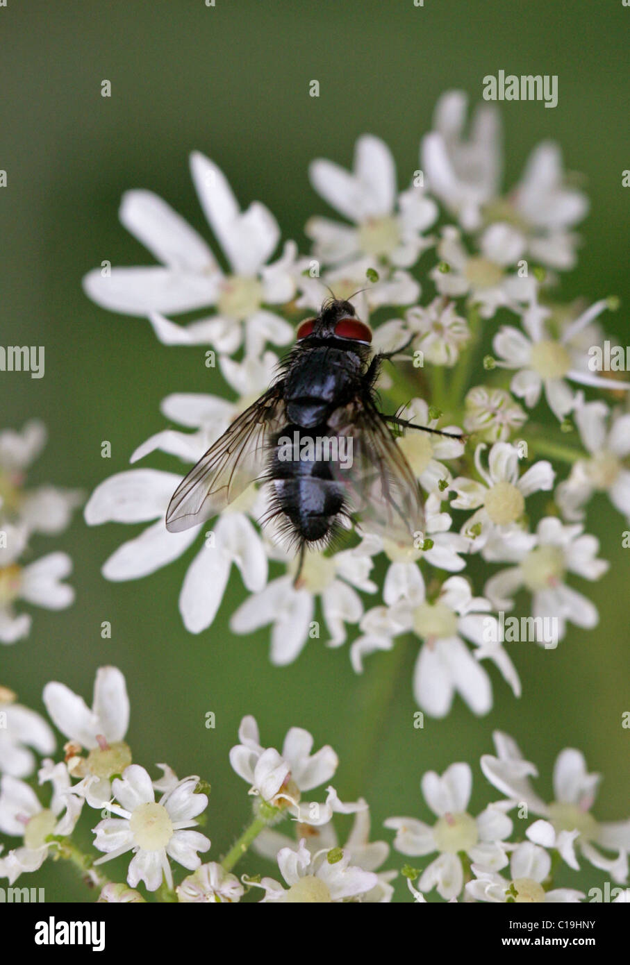 Zusammenarbeit zu fliegen, Hexamerinaufnahme Erythrocephala, Calliphoridae, Diptera. Schmeißfliege. Stockfoto