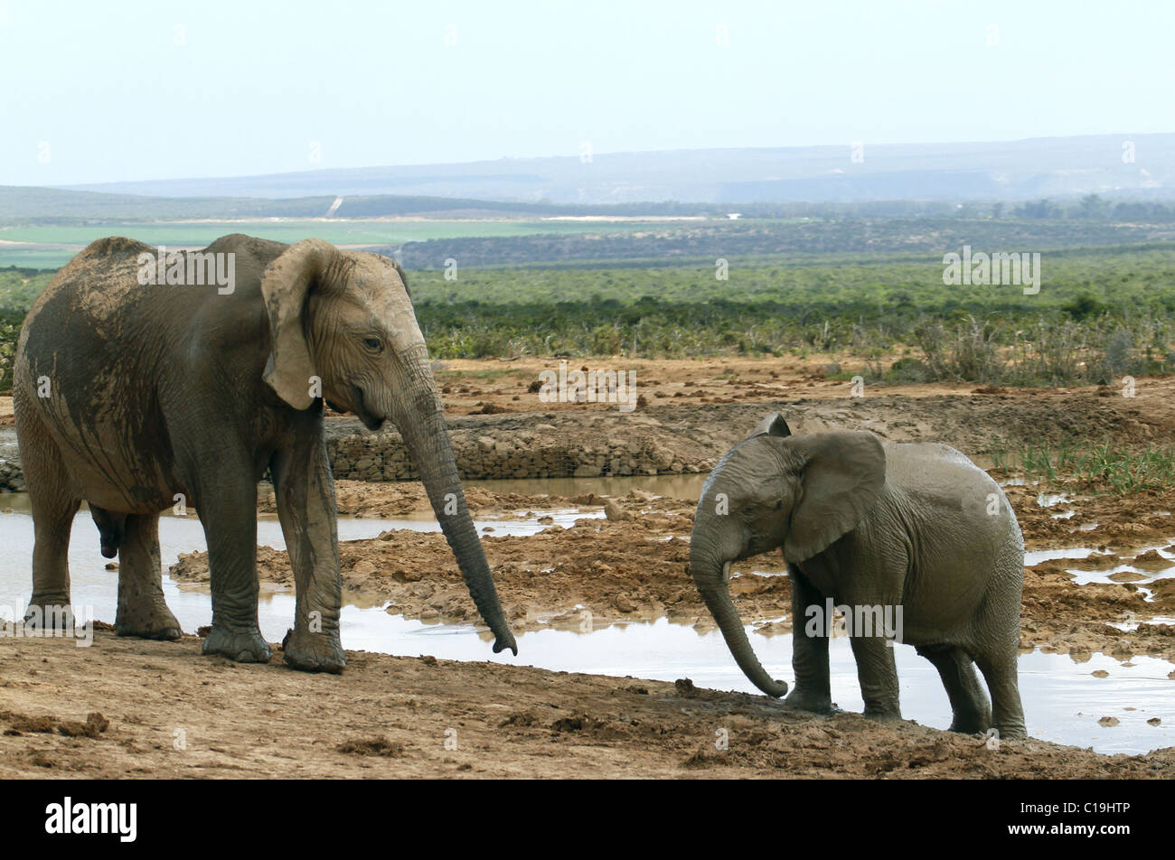 BRAUN & grau afrikanischen Elefanten ADDO NATIONAL PARK-Südafrika 30. Januar 2011 Stockfoto