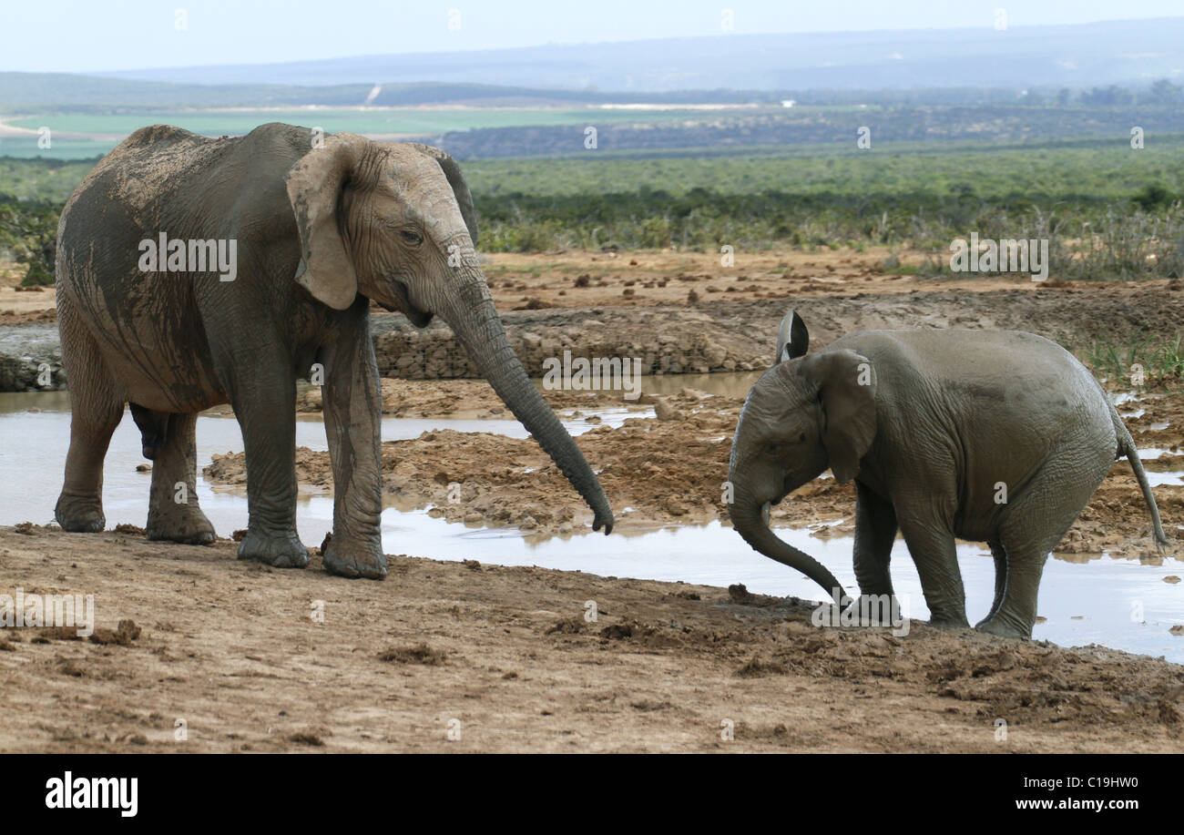 BRAUN & grau afrikanischen Elefanten ADDO NATIONAL PARK-Südafrika 30. Januar 2011 Stockfoto