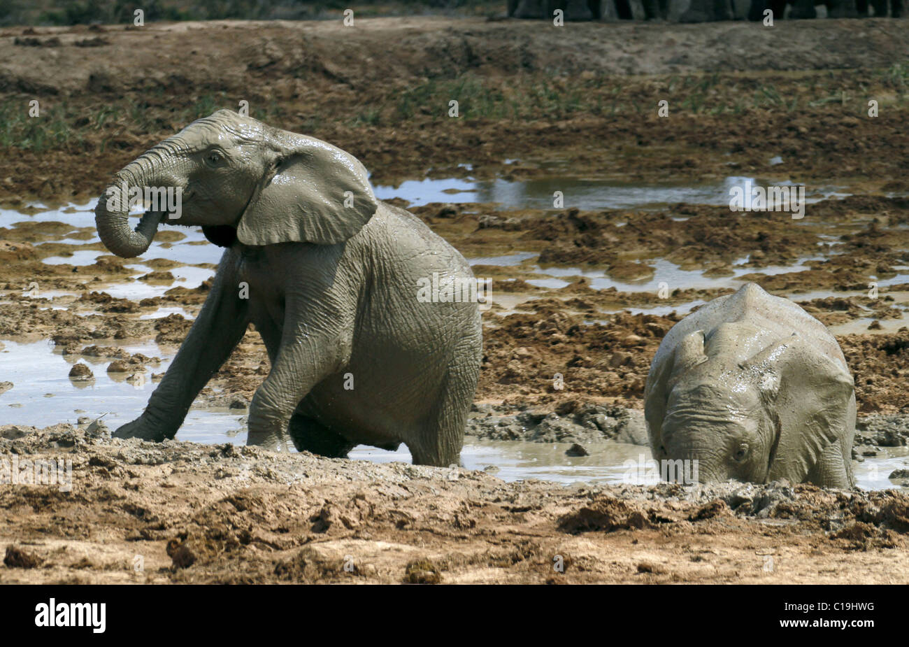 Jung grau afrikanischen Elefanten ADDO NATIONAL PARK-Südafrika 30. Januar 2011 Stockfoto