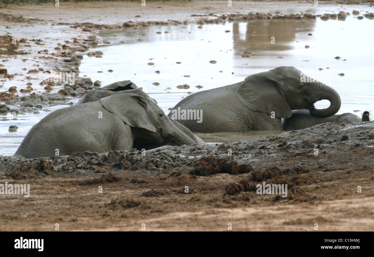GREY afrikanischen Elefanten ADDO NATIONAL PARK-Südafrika 30. Januar 2011 Stockfoto