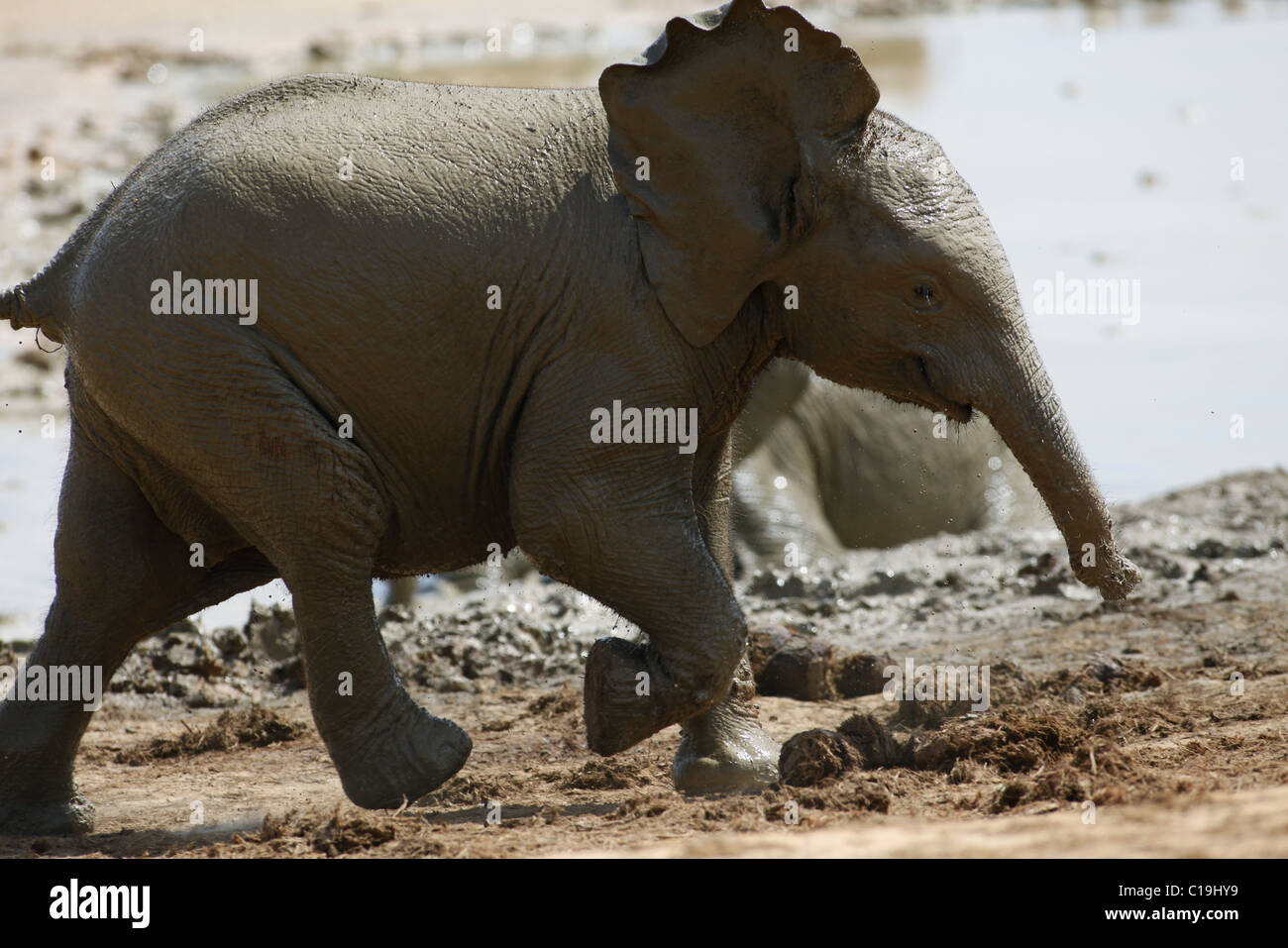 YOUNG BROWN AFRICAN ELEPHANT ADDO NATIONAL PARK-Südafrika 30. Januar 2011 Stockfoto