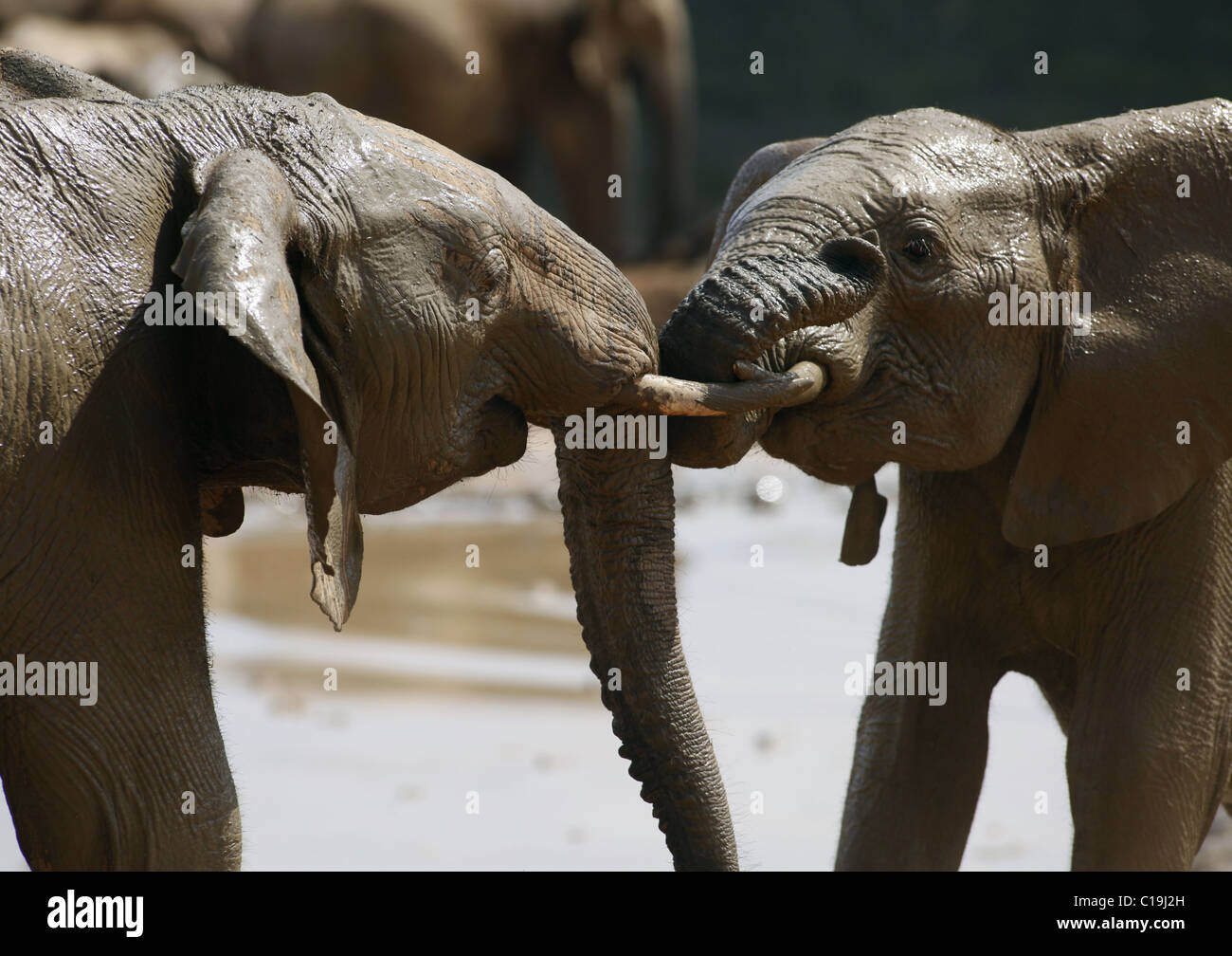 YOUNG BROWN afrikanischen Elefanten ADDO NATIONAL PARK-Südafrika 30. Januar 2011 Stockfoto