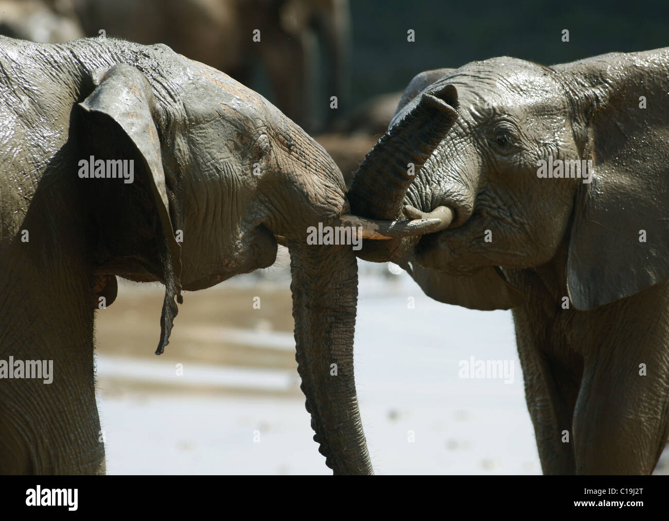 YOUNG BROWN afrikanischen Elefanten ADDO NATIONAL PARK-Südafrika 30. Januar 2011 Stockfoto