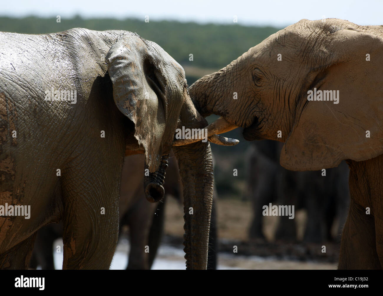 Braun afrikanische Elefanten ADDO NATIONAL PARK-Südafrika 30. Januar 2011 Stockfoto