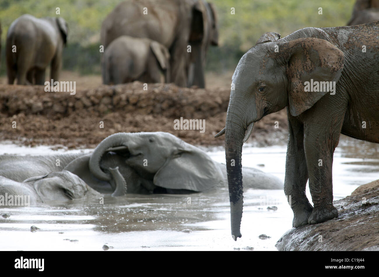 JUNGE afrikanische Elefanten ADDO NATIONAL PARK-Südafrika 30. Januar 2011 Stockfoto