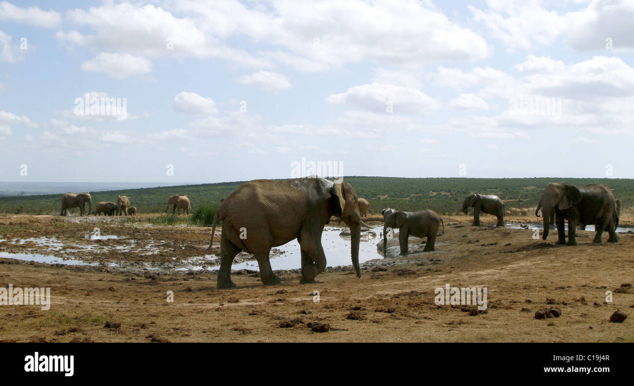 BRAUNE afrikanische Elefanten am Wasserloch ADDO NATIONAL PARK-Südafrika 30. Januar 2011 Stockfoto