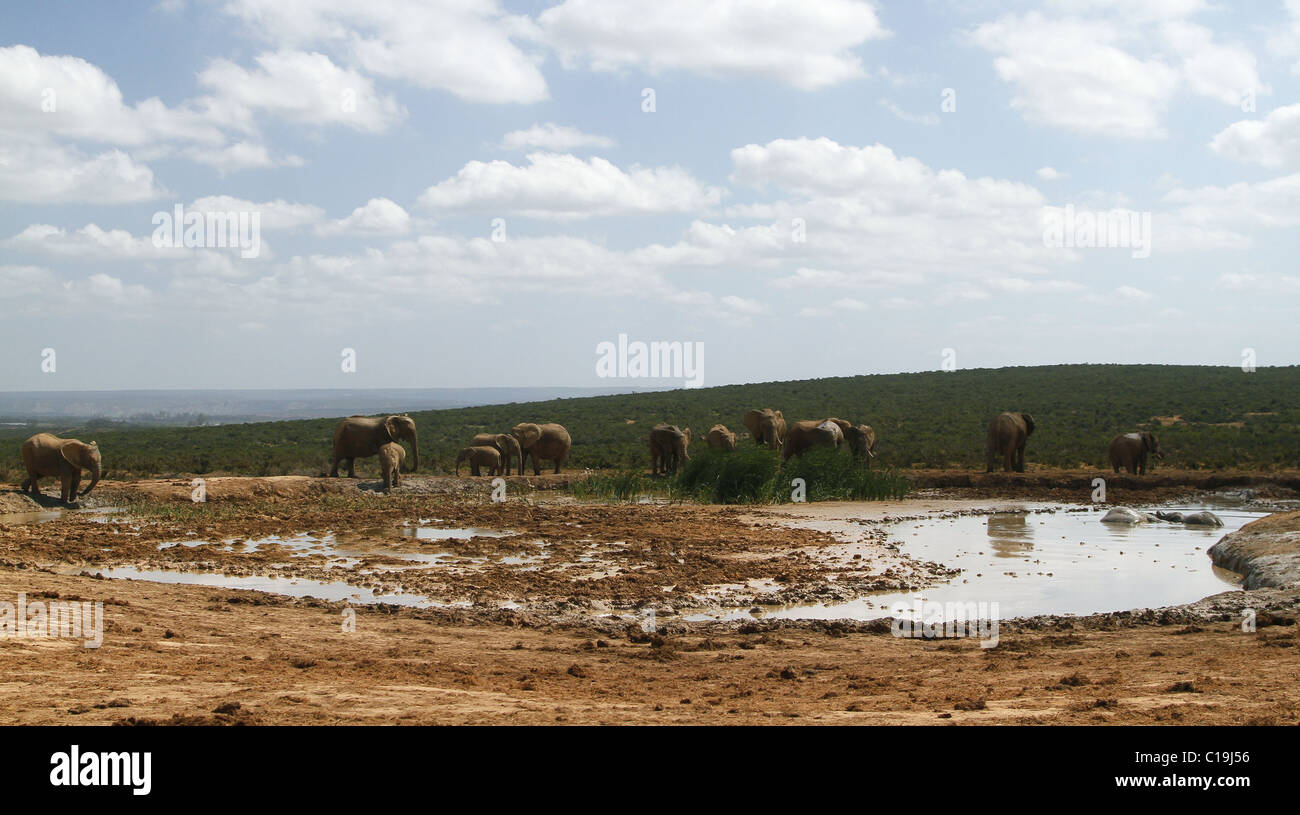 BRAUNE afrikanische Elefanten am Wasserloch ADDO NATIONAL PARK-Südafrika 30. Januar 2011 Stockfoto