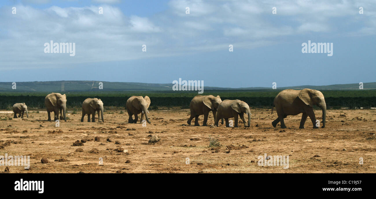 Herde von Braun afrikanische Elefanten ADDO NATIONAL PARK in Südafrika 30. Januar 2011 Stockfoto
