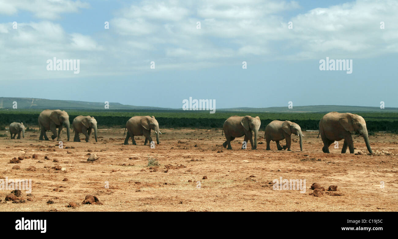 Herde von Braun afrikanische Elefanten ADDO NATIONAL PARK in Südafrika 30. Januar 2011 Stockfoto