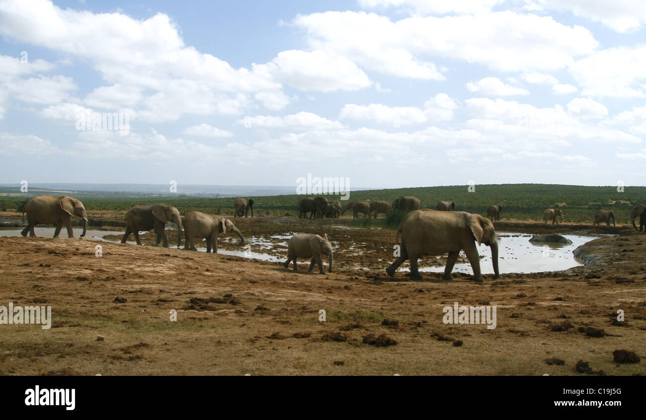 BRAUNE afrikanische Elefanten am Wasserloch ADDO NATIONAL PARK-Südafrika 30. Januar 2011 Stockfoto