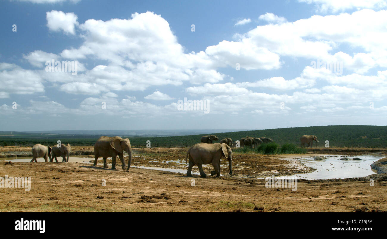 BRAUNE afrikanische Elefanten am Wasserloch ADDO NATIONAL PARK-Südafrika 30. Januar 2011 Stockfoto