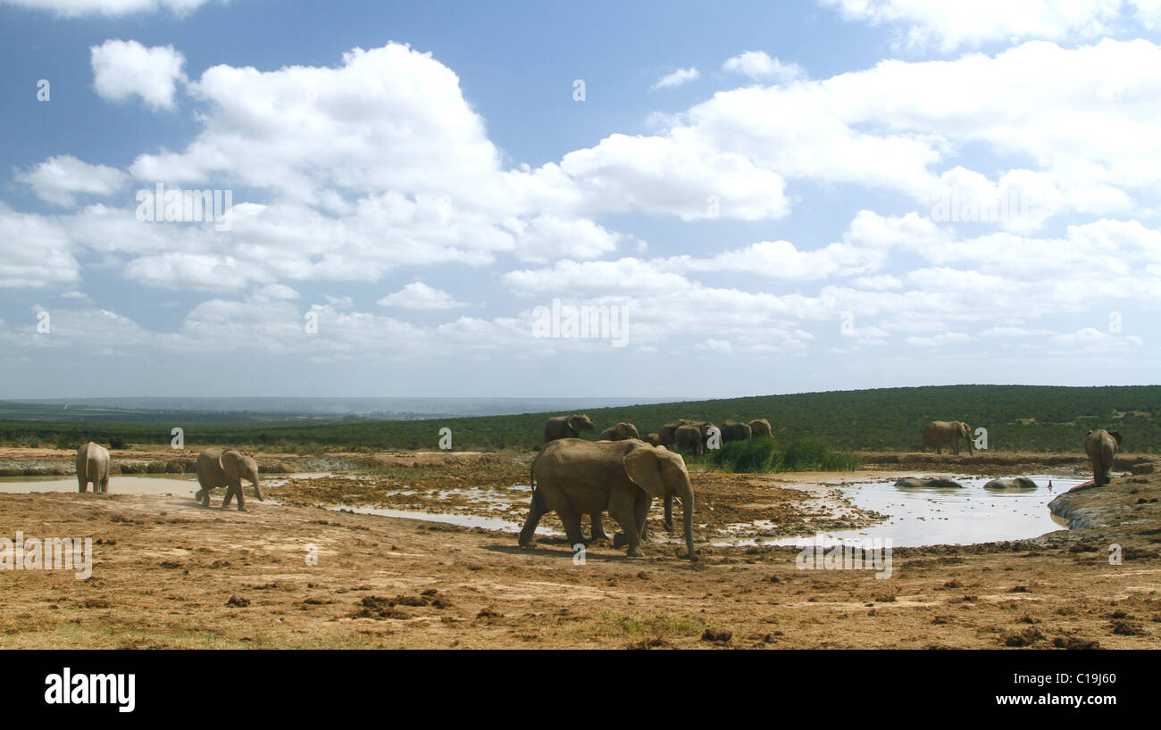 BRAUNE afrikanische Elefanten am Wasserloch ADDO NATIONAL PARK-Südafrika 30. Januar 2011 Stockfoto