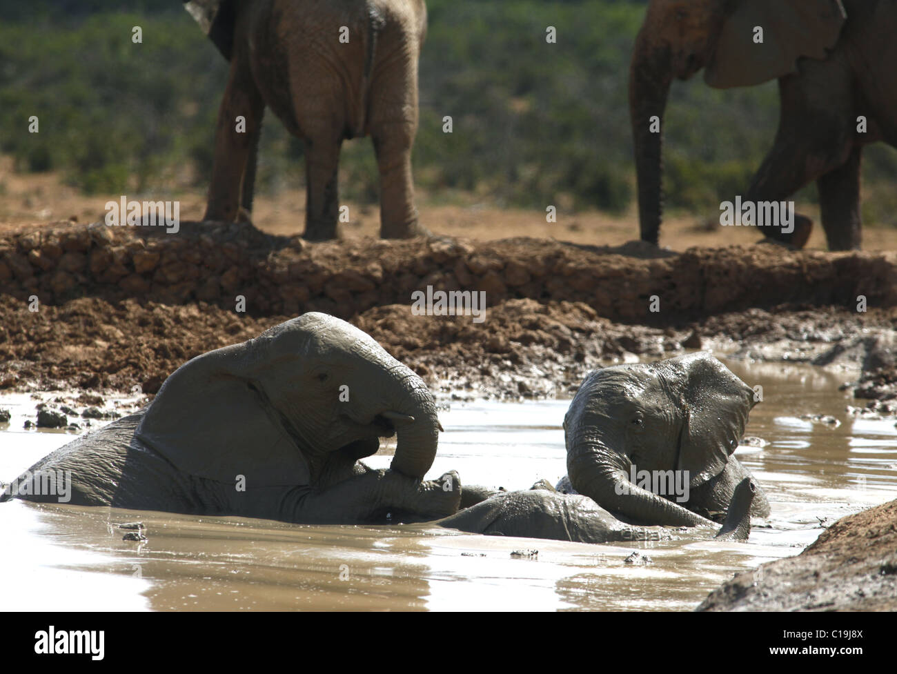 BRAUN & grau afrikanischen Elefanten ADDO NATIONAL PARK-Südafrika 30. Januar 2011 Stockfoto