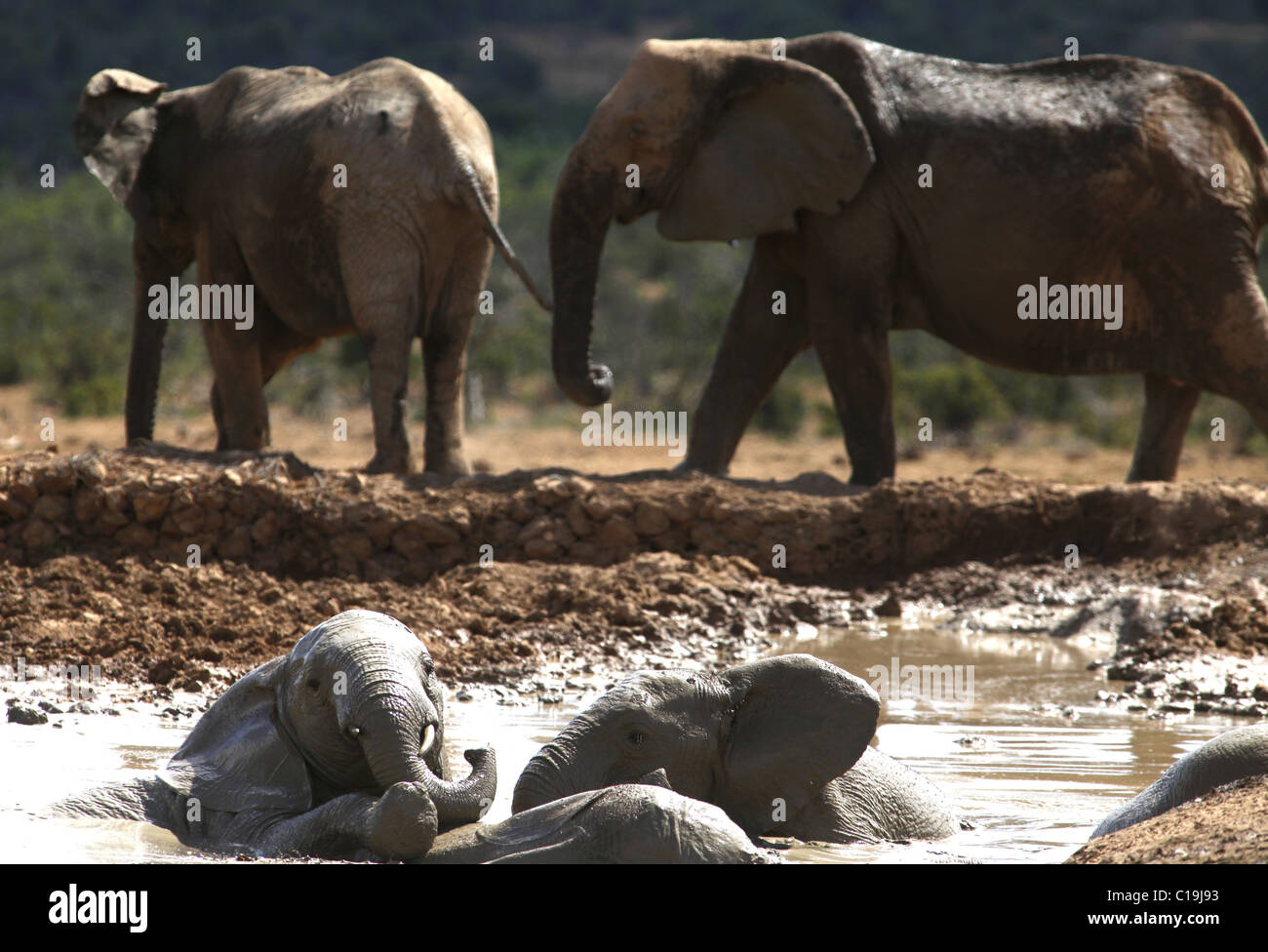 BRAUN & grau afrikanischen Elefanten ADDO NATIONAL PARK-Südafrika 30. Januar 2011 Stockfoto