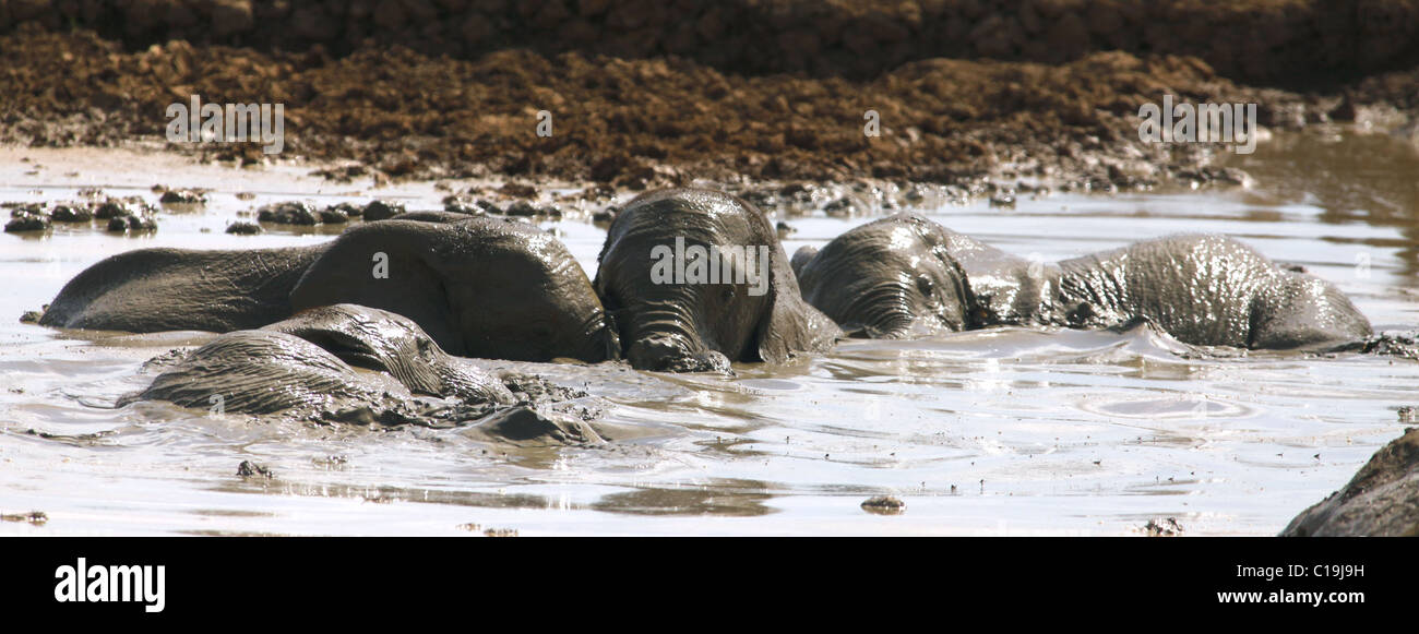 BRAUN & grau afrikanischen Elefanten ADDO NATIONAL PARK-Südafrika 30. Januar 2011 Stockfoto