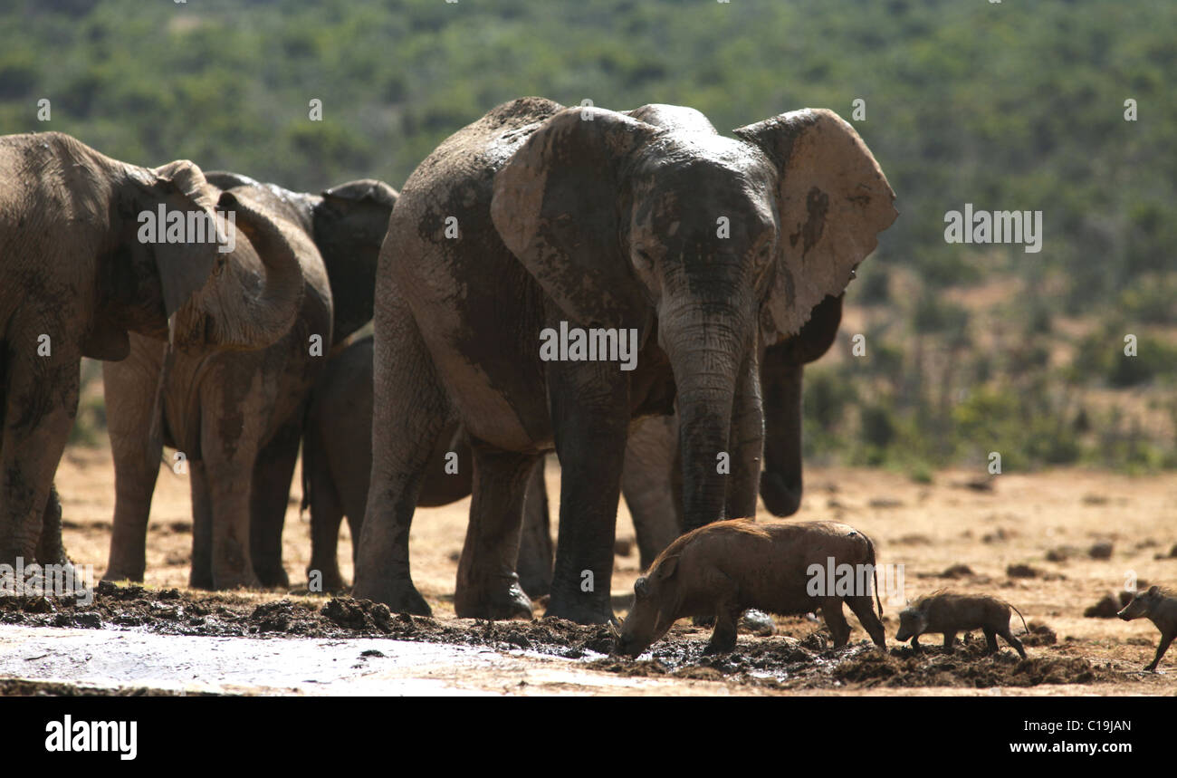 WARZENSCHWEIN & afrikanische Elefanten ADDO NATIONAL PARK-Südafrika 30. Januar 2011 Stockfoto
