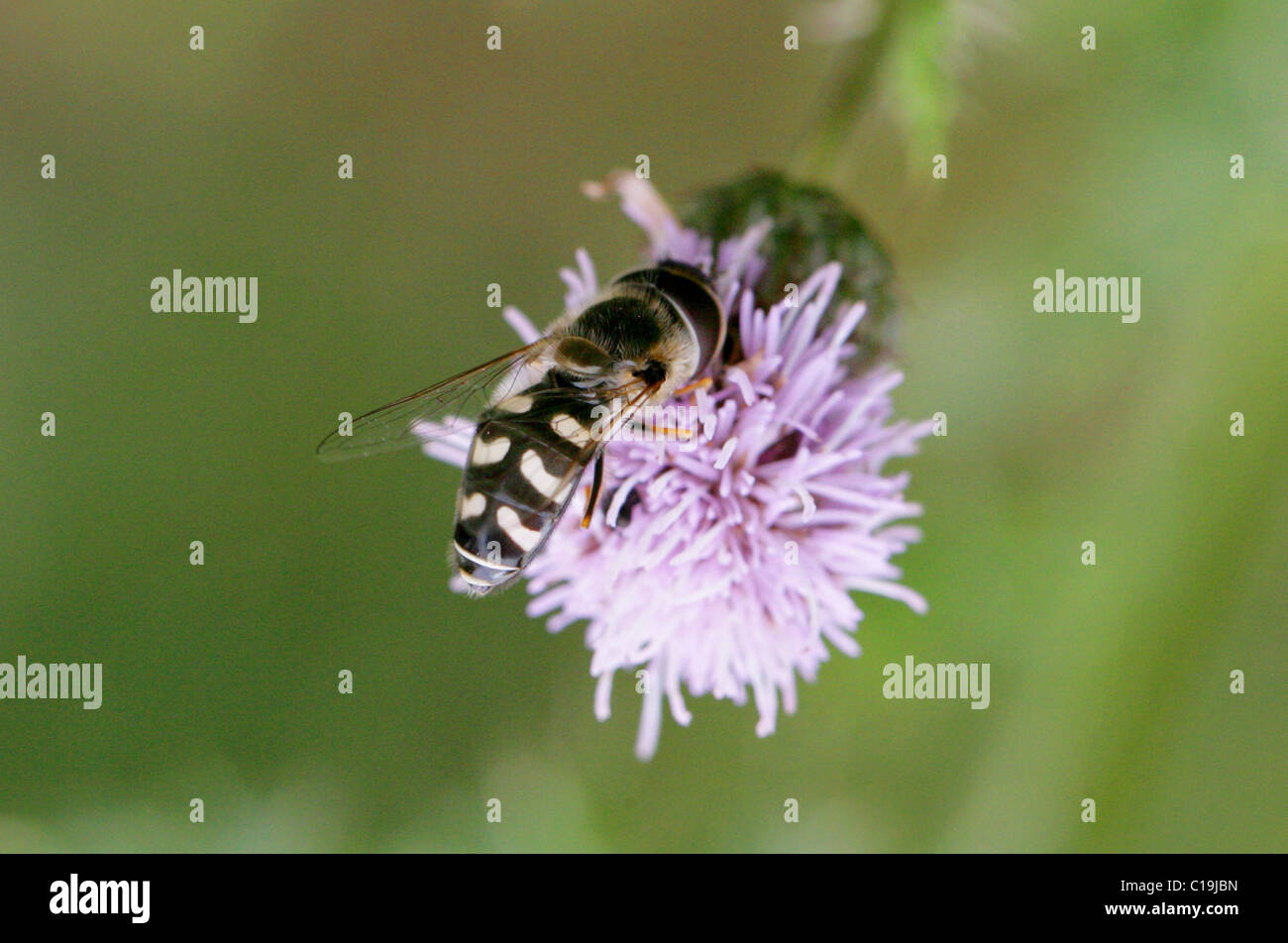 Hoverfly, Scaeva Pyrastri, Syrphidae, Diptera. Männlich. Stockfoto