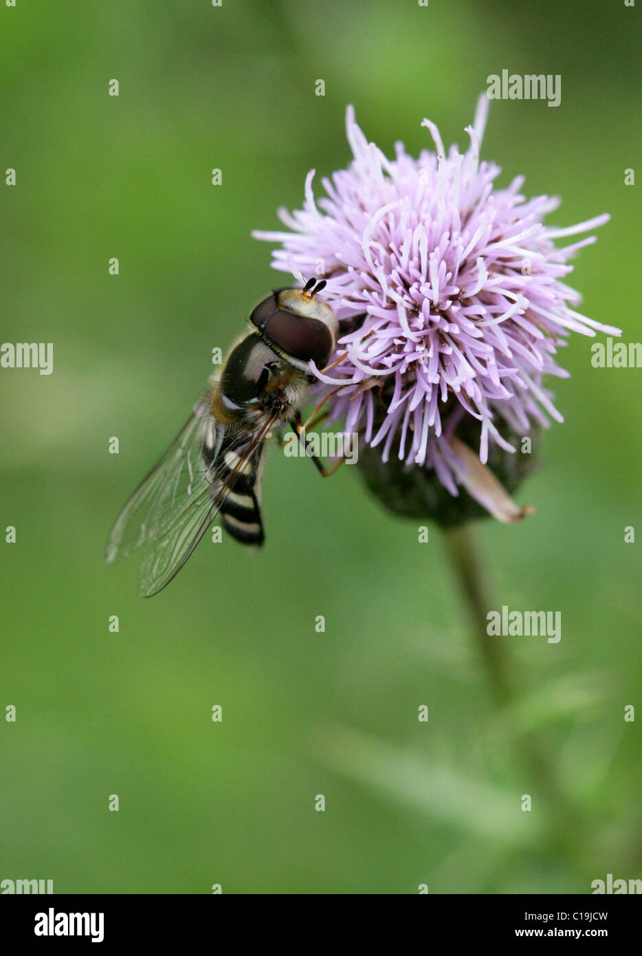 Hoverfly, Scaeva Pyrastri, Syrphidae, Diptera. Männlich. Stockfoto