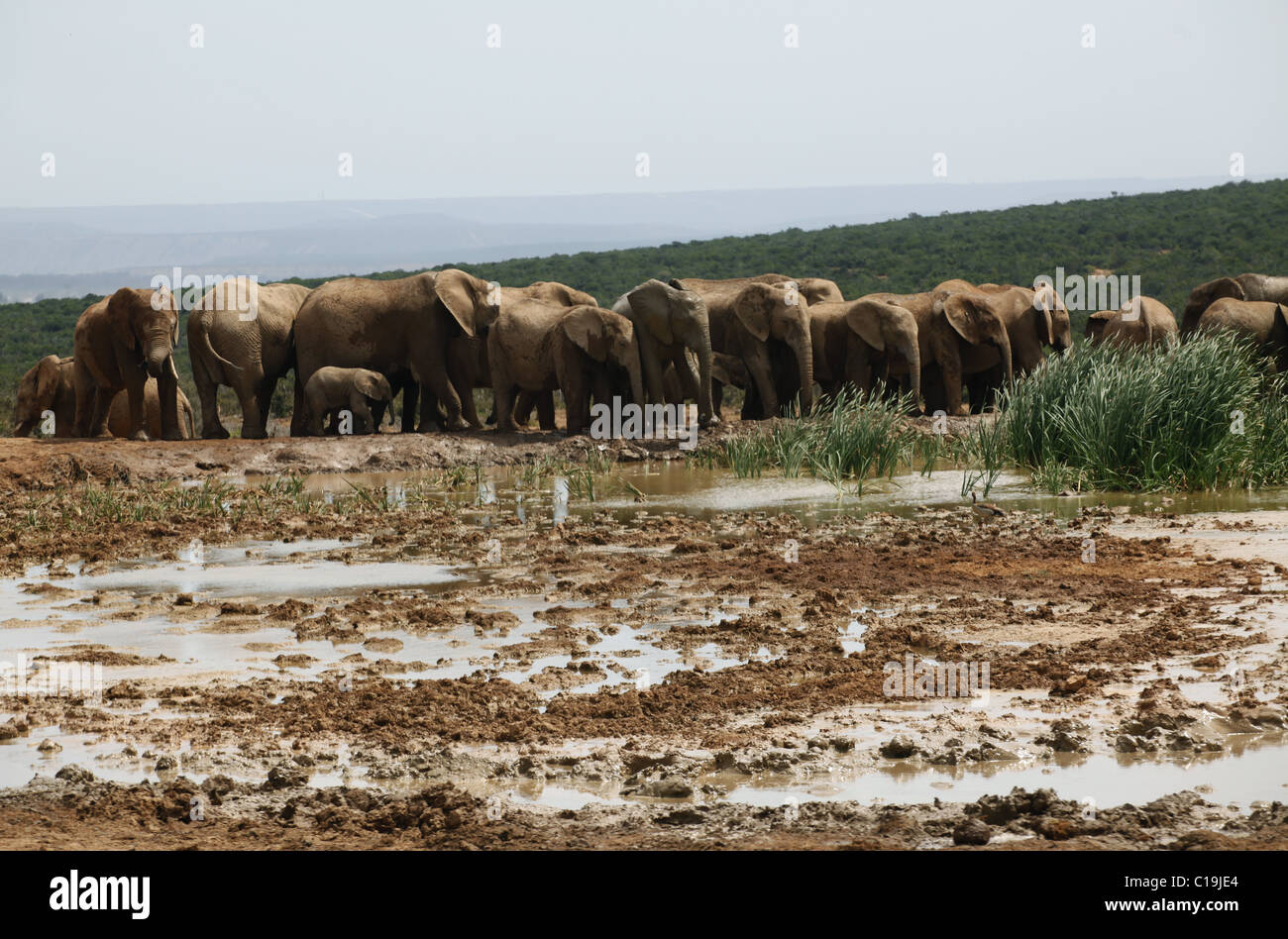 BRAUNE afrikanische Elefanten am Wasserloch ADDO NATIONAL PARK-Südafrika 3. Februar 2011 Stockfoto