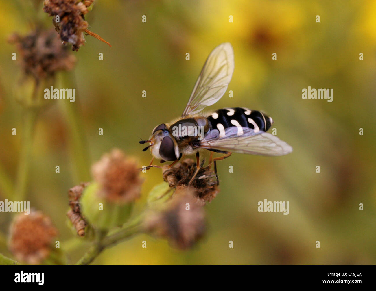 Hoverfly, Scaeva Pyrastri, Syrphidae, Diptera. Weiblich. Stockfoto