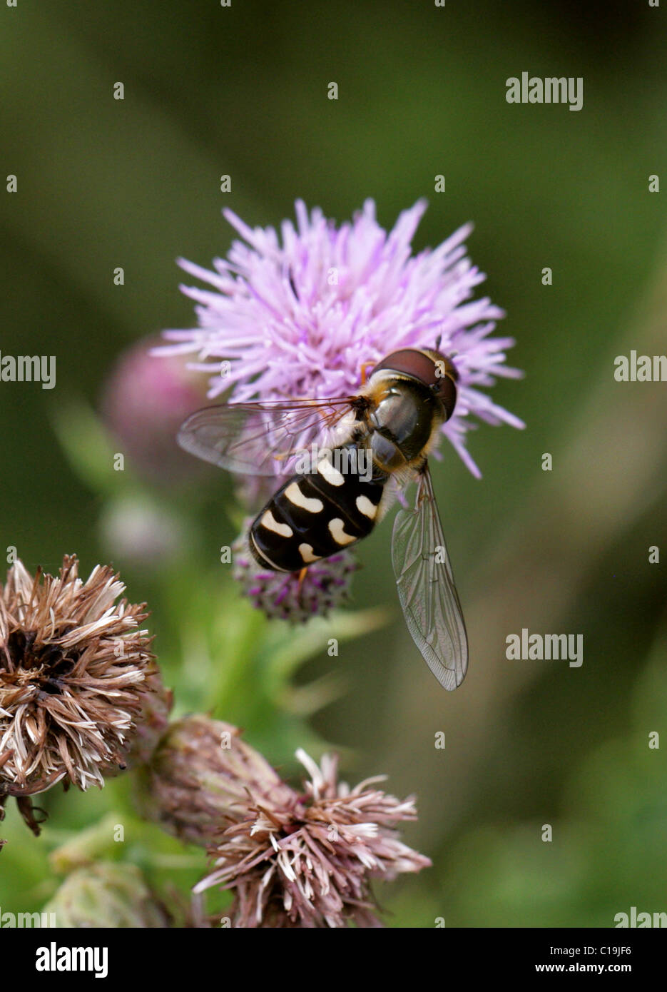 Hoverfly, Scaeva Pyrastri, Syrphidae, Diptera. Männlich. Stockfoto