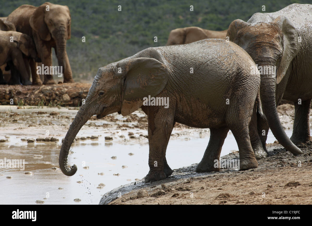 Braun afrikanische Elefanten ADDO NATIONAL PARK-Südafrika 3. Februar 2011 Stockfoto