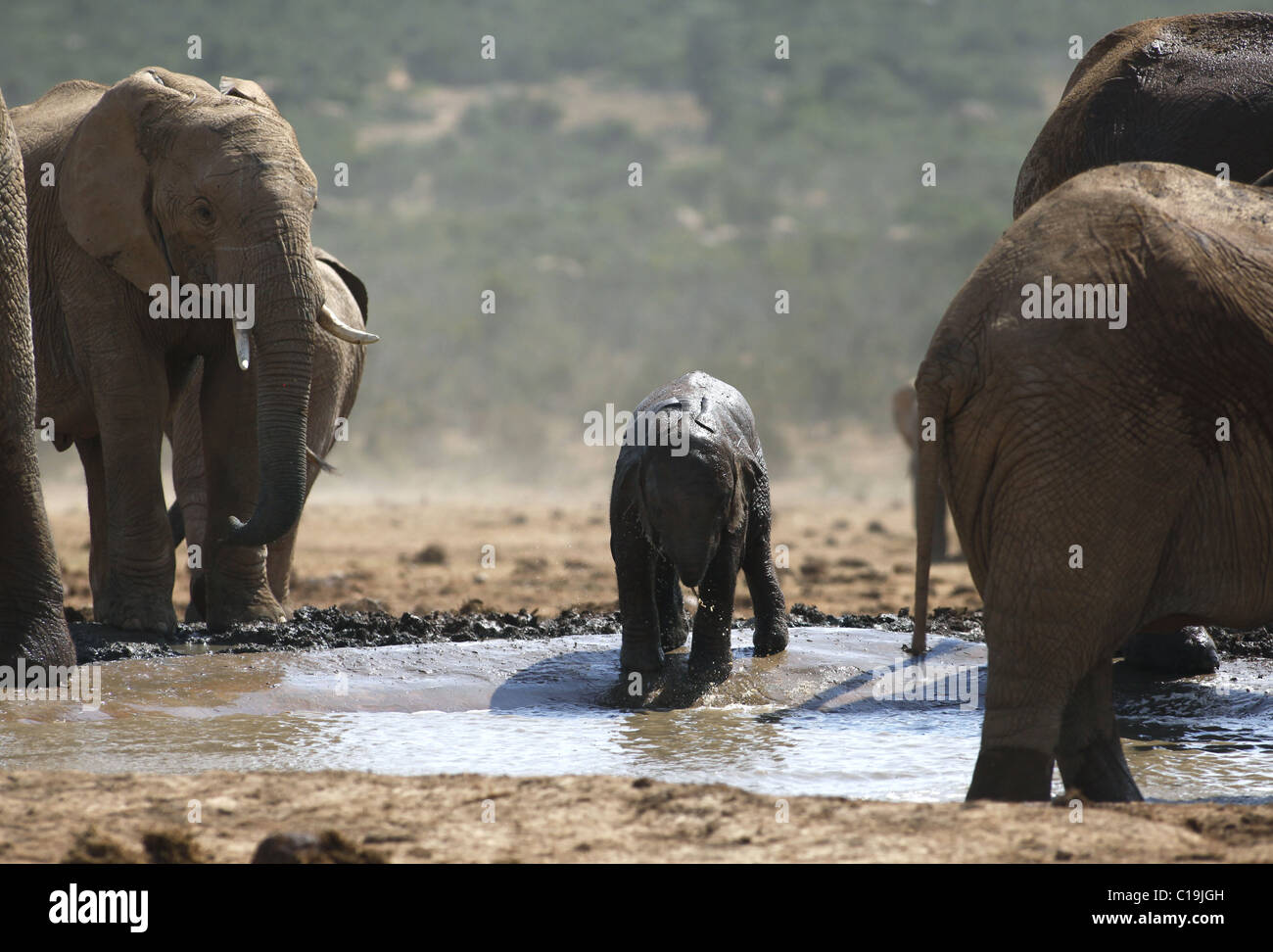 BRAUNE afrikanische Elefanten am Wasserloch ADDO NATIONAL PARK-Südafrika 3. Februar 2011 Stockfoto