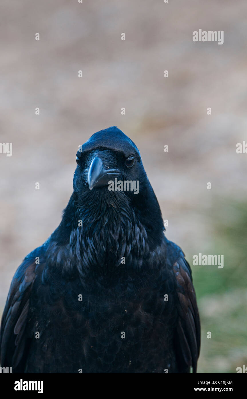Raven Sie-Corvus Corax Spanien winter Stockfoto