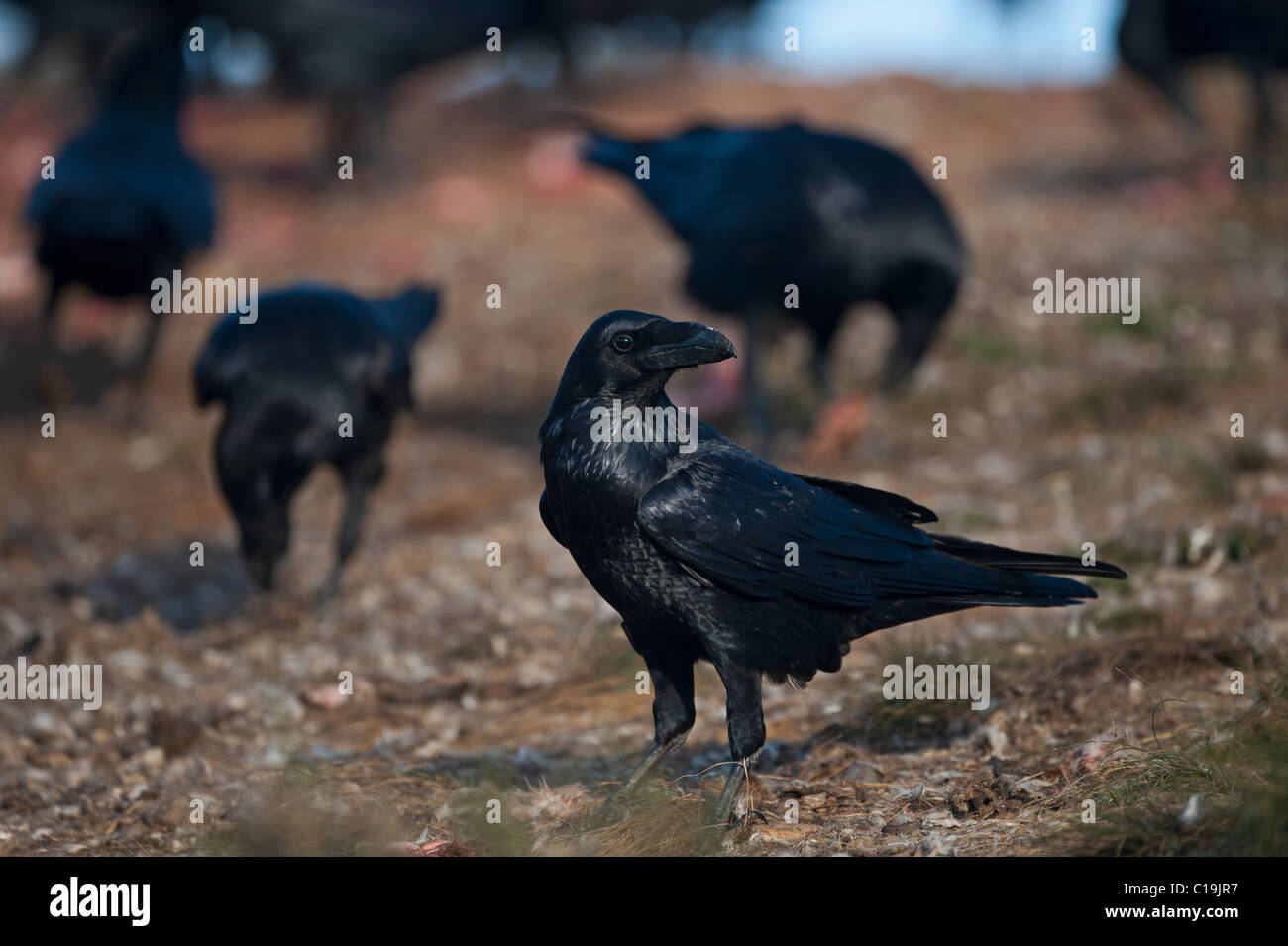 Raven Sie-Corvus Corax Spanien winter Stockfoto