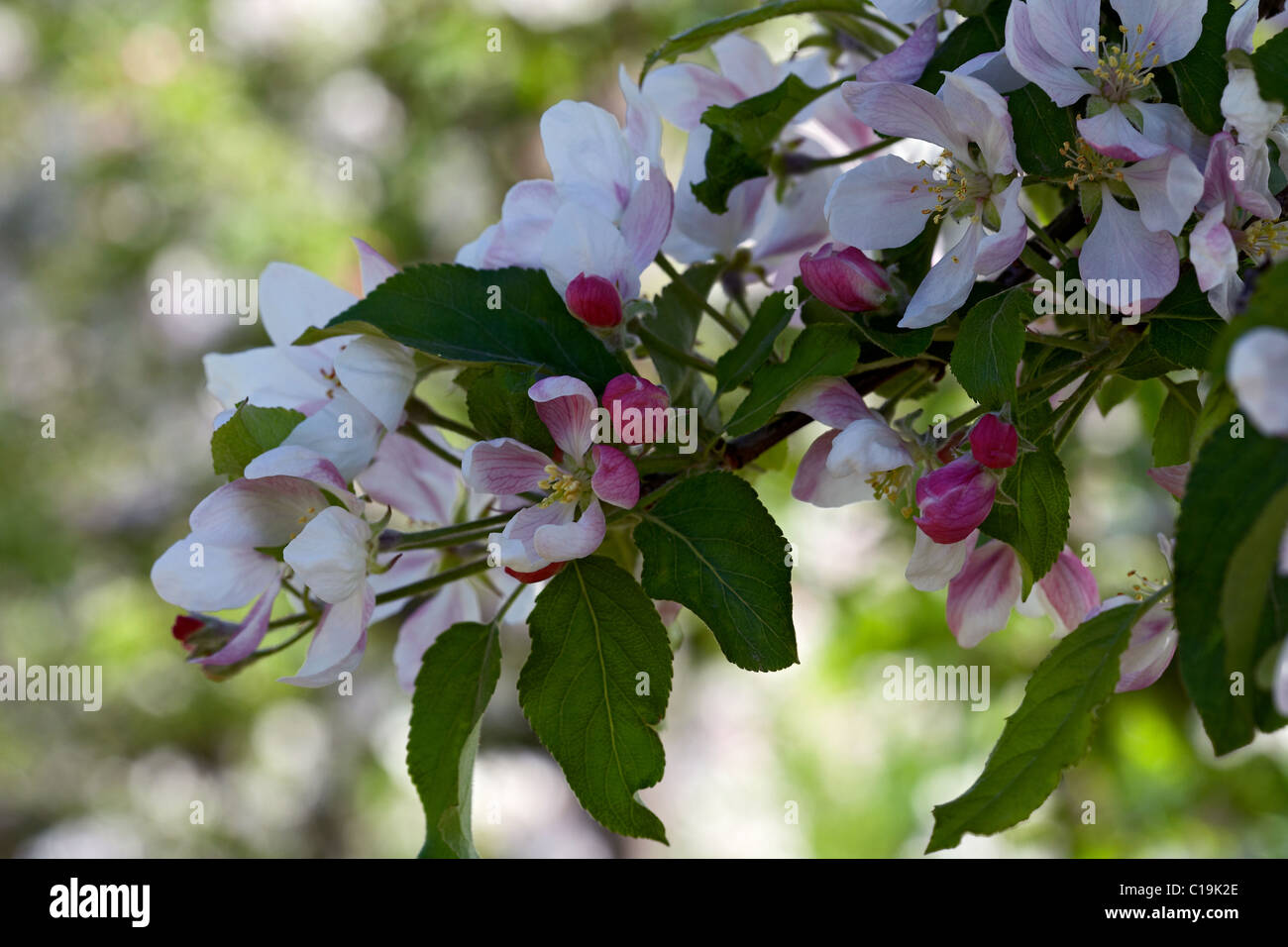 Goldener Apfel Blume. LLeida, Spanien. Stockfoto