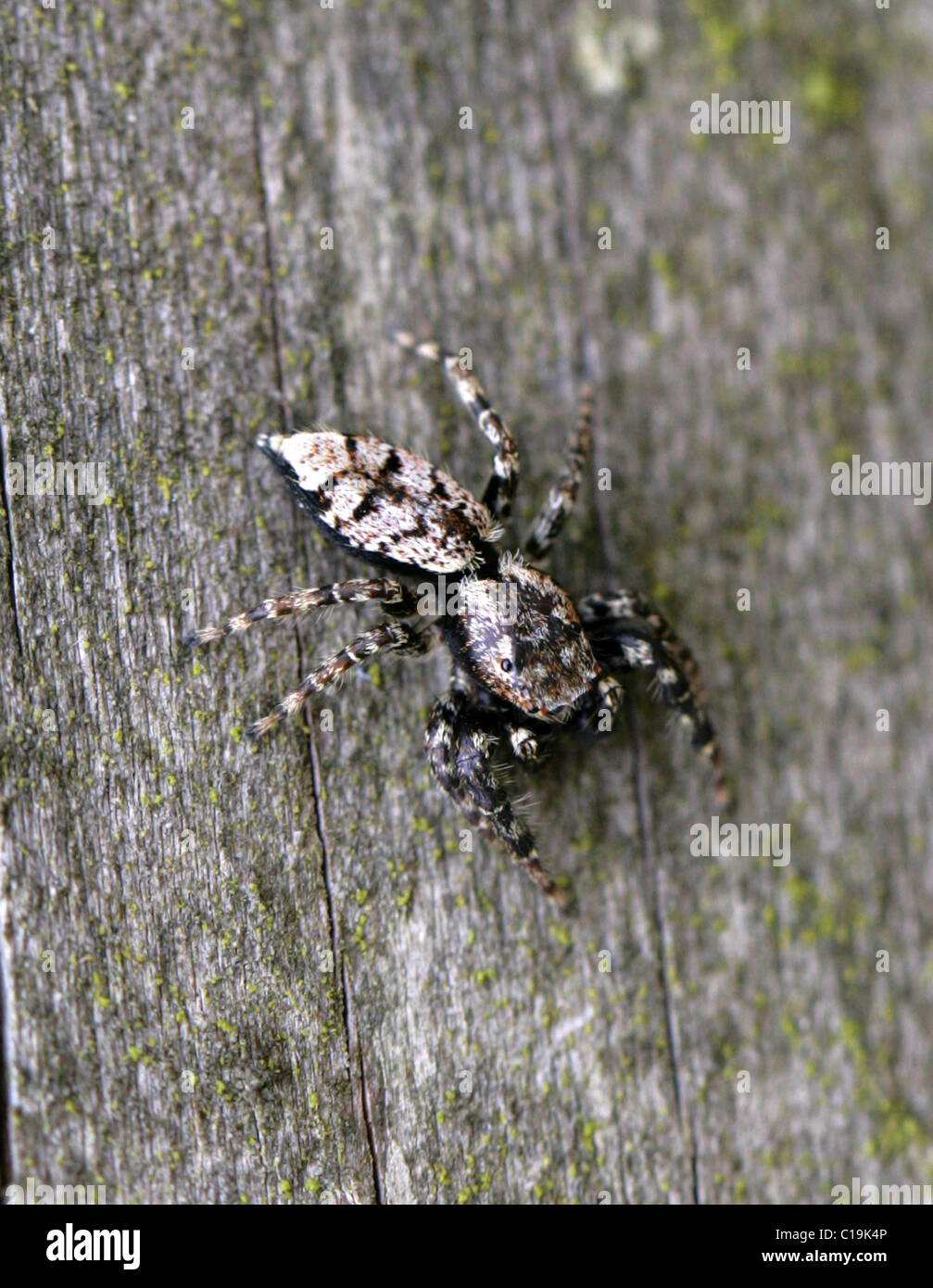 Zebra Jumping Spider, Salticus Scenicus, Araneae, Salticidae, Arachniden. Stockfoto
